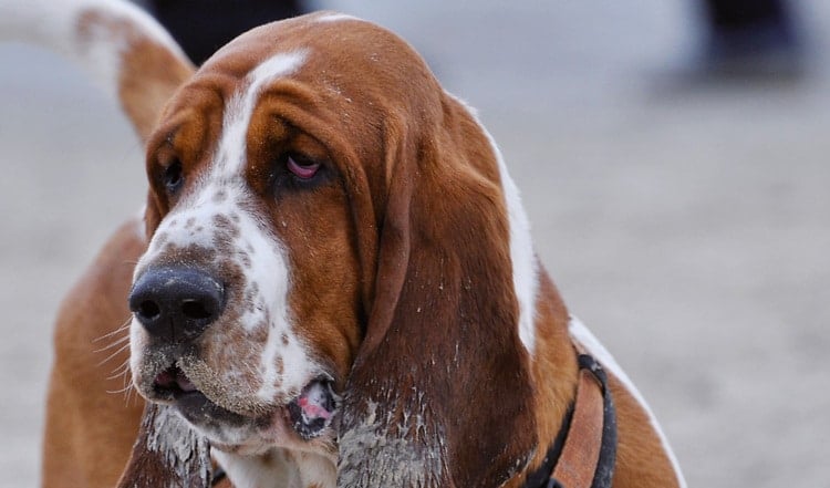 Ein charismatischer Jagdhund mit ausgeprägter Spürnase ist der Basset Hound. Erfahren Sie mehr über die französische Hunderasse!
