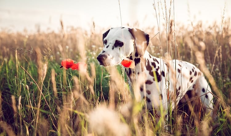 Der freundliche Dalmatiner ist gleichzeitig ein eleganter Hund