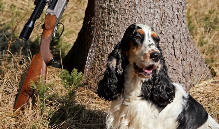 Als Stöberhund mit spanischen Wurzeln ist der English Cocker Spaniel über Großbritannien zu uns gekommen. Diesen fröhlichen Hund sollten Sie kennenlernen!