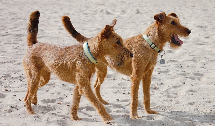Die Hunderasse Irish Terrier