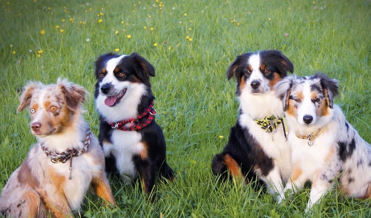 Die kleine Variante des Australian Shepherd sind als quirlige und freundliche Hütehunde bekannt. Erfahre hier mehr über diese Hunde!