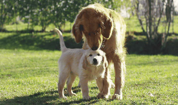 Ist BARFen für jeden Hund geeignet? Muss je nach Hunderasse oder Alter beim BARF etwas beachtet werden? Infos zum Thema BARFEN für Hunde.