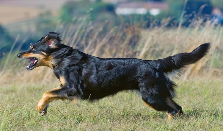 Der stolze Hovawart macht seinem Name alle Ehre. Als Wach- und Familienhund freut sich dieser Hund über Arbeit. Erfahren Sie hier mehr über den Hovawart.