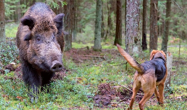 Das Jagdverhalten von Hunden ist schwer zu kontrollieren. Wir zeigen Ihnen