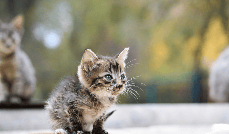 Gewichtsverlust bei Katzen