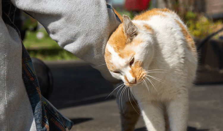 Diese Geste kennt wohl fast jeder Katzenfreund: Zutraulich stupst die Mieze deine Hand mit ihrem Kopf an und reibt ihre Wange am Handgelenk entlang.