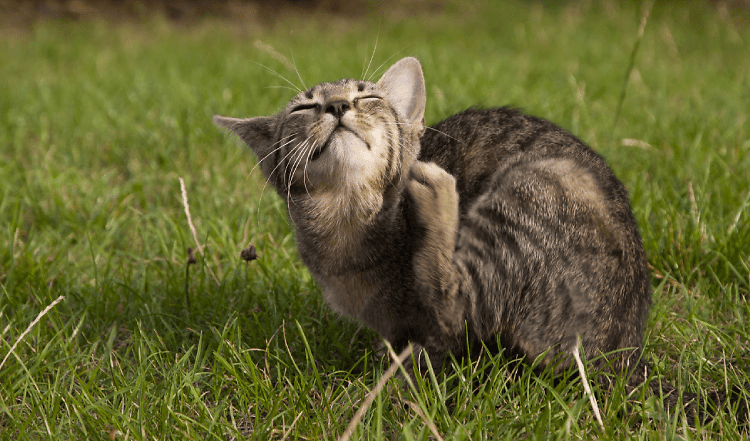 Auf was können Katzen allergisch sein? Auslöser & Symptome bei einer Katzenallergie behandeln