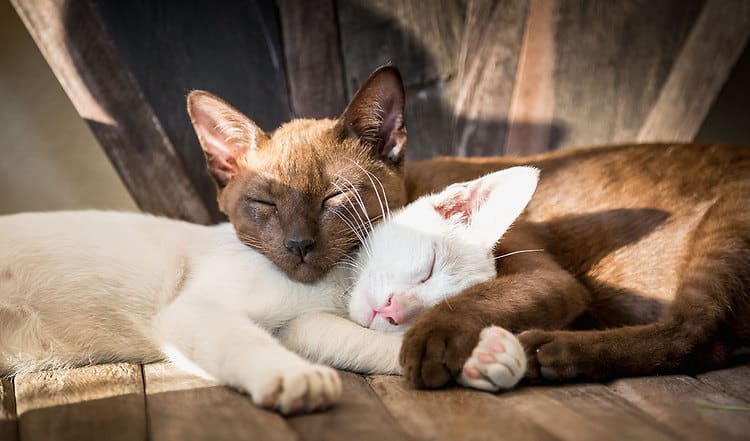 Die Vergesellschaftung fremder Katzen ist eine  Herausforderung. Dominik Hollenbach erklärt in fünf Schritten