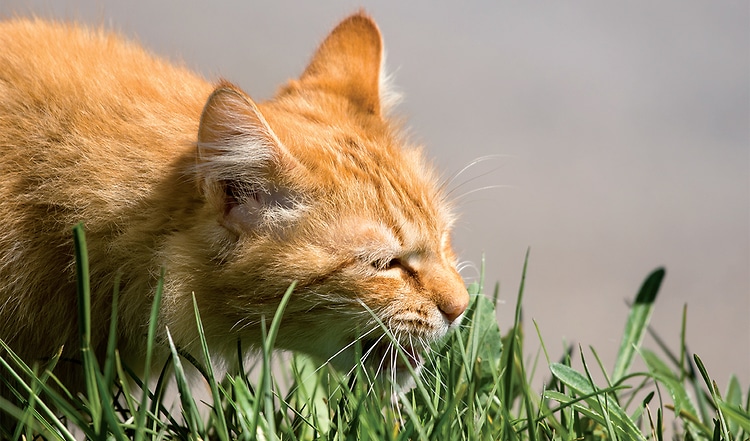Haben Sie schoneinmal beobachtet wie Ihre Katze Gras frisst? Sie grast aus verschiedenen Gründen. Warum
