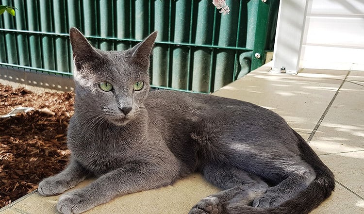 Eine faszinierende Katzenrasse mit adligen Genen ist die Russisch Blau. Lesen Sie hier mehr über die kurzhaarigen Silberpfeile und Ihre Herkunft.