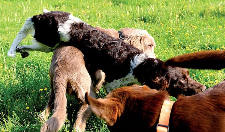 "Hunde klären das unter sich"