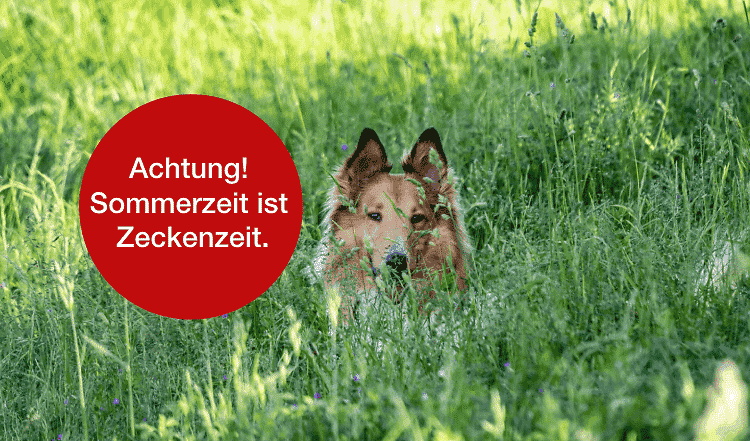 Zecken beim Hund – jeder Tierbesitzer kennt dieses lästige Thema und würde es gerne vermeiden. Aber durch die Neugier und den Bewegungsdrang unserer Vierbeiner ist dies meistens nicht so leicht. Nicht nur ländliche Gebiete