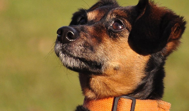 Aus welchen Gründen auch immer – jährlich landen unzählige Hunde