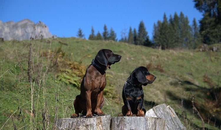 Die Alpenländische Dachsbracke