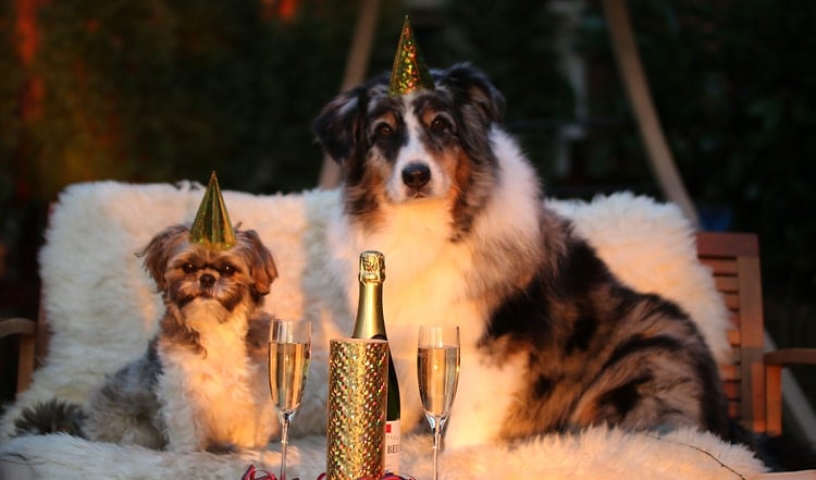 Die meisten Hunde haben Angst vor der Silversterknallerei. Lese hier