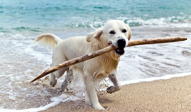 Rauschende Wellen und endlose Dünen begeistern Mensch und Hund gleichermaßen. Entdecken Sie hier die schönsten Hundestrände!