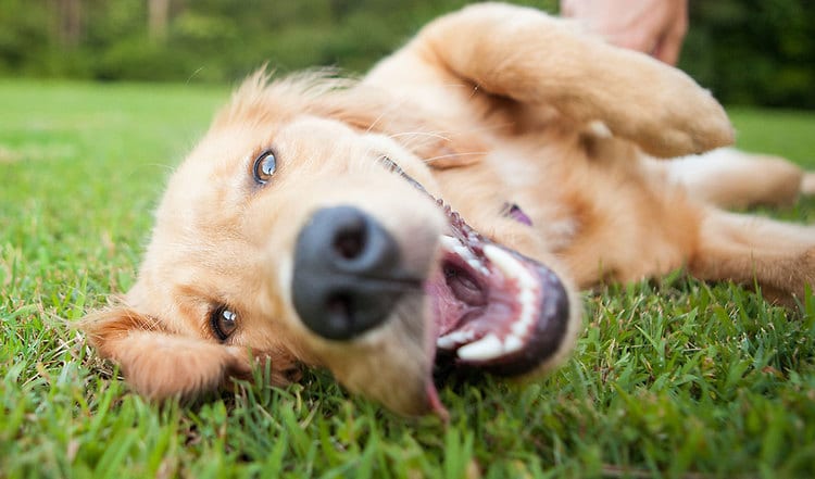 Mit dem Hund die Sonne genießen & baden – der Sommer beansprucht mit Wärme & Wasser Fell & Haut deines Hundes. Wie kann man Hautreizungen vorbeugen?