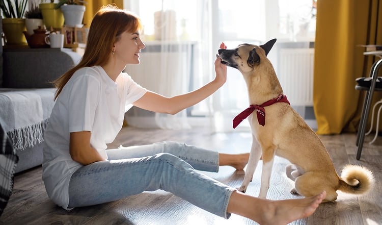 Den Hund drinnen beschäftigen: Hunde Trainerin Jana Rätke hat Tipps für Indoor-Aktivitäten