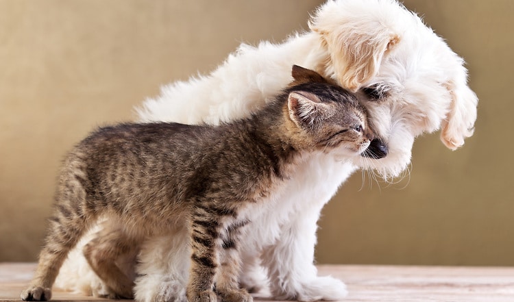 Die Immunabwehr unserer Hunde und Katzen hängt maßgeblich von der Darmgesundheit ab und damit von der tägliche Nahrung. Mehr erfahren Sie hier...