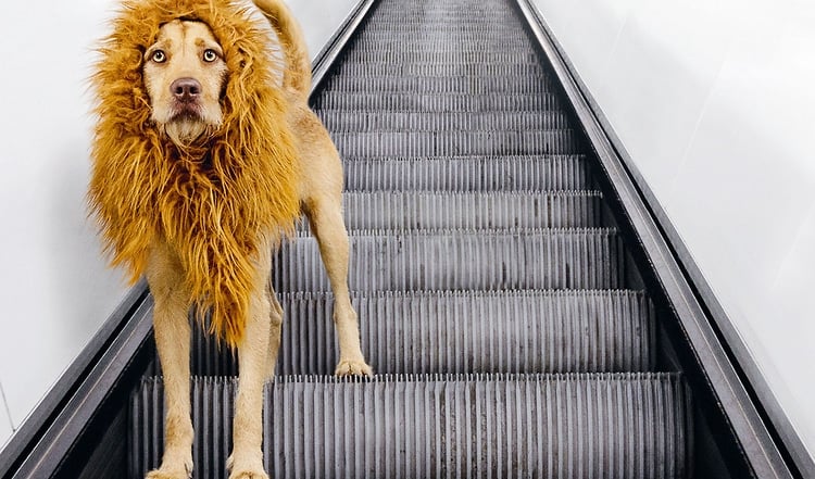 Der Hund mit Löwenmähne - sein neues Aussehen scheint dem Straßenhund Tschikko Mut zu verleihen: Wie ein Hund aus Spanien in Hamburg Fuß fasst!