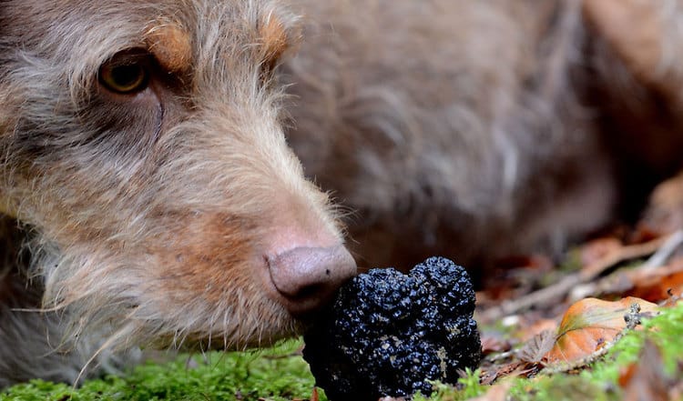 Die Suche von Trüffel ist nicht allein Schweinen vorbehalten. Auch einige Hunde sind gute Trüffel-Schnüffler. Erfahren Sie mehr über die Delikatess Suche von unserem Experten.