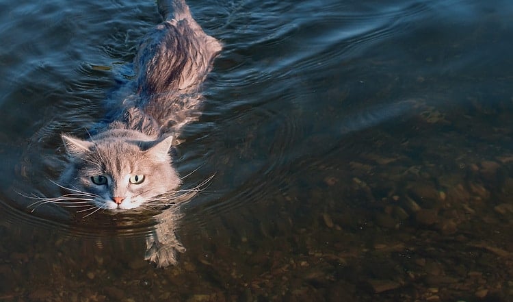 Generell sind Katzen keine „Wasserratten“