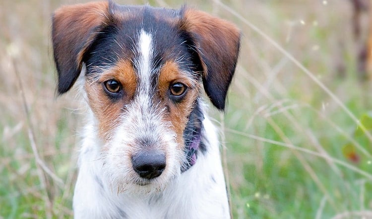 Eine gelungene Mischung aus Fox Terrier und Griffon: Der Kromfohrländer mit Züchterin Antonia Überschaer im Portrait