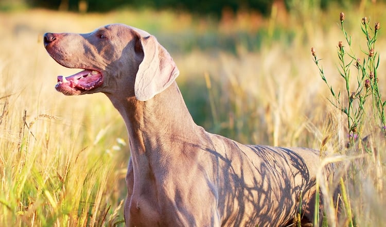 Der Weimaraner ist eine Hunderasse