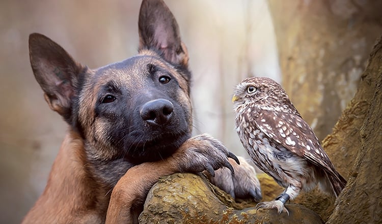 Schäferhund Ingo und Steinkauz Poldi sind beste Freunde. Wie das funktioniert verrät Ihnen Fotografin und Falknerin in unserer Reportage: Ungewöhnliche Tierfreundschaften!
