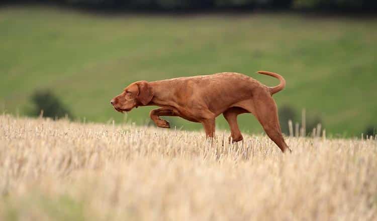 Als Vorstehhunde werden alle Hunde bezeichnet