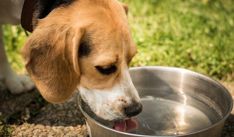 Der richtige Durstlöscher für den Hund ist zugleich der wichtigste Nährstofflieferant: frisches Trinkwasser! Wir erklären das Trinkverhalten von Hunden.