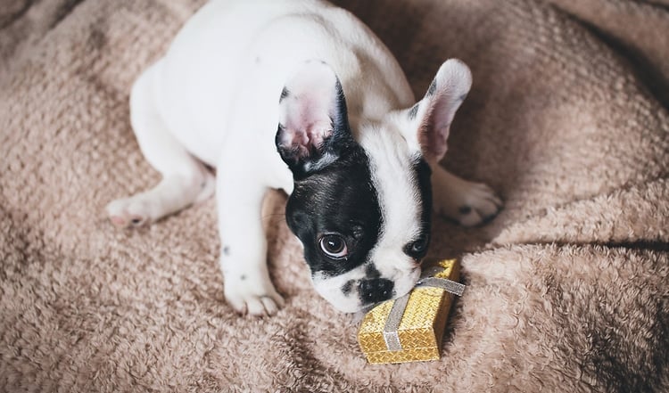 Zu Weihnachten gehört der Hund einfach dazu. Er ist nicht nur einfach ein Hund