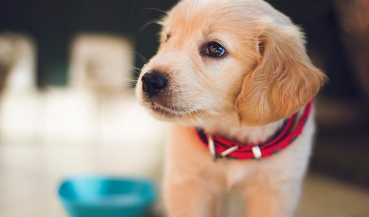 Artgerechte Ernährung von Welpen legt den Grundstein für ein langes und gesundes Leben von Hunden. Lesen Sie hier alles über die Faustregeln der Ernährung von Welpen.