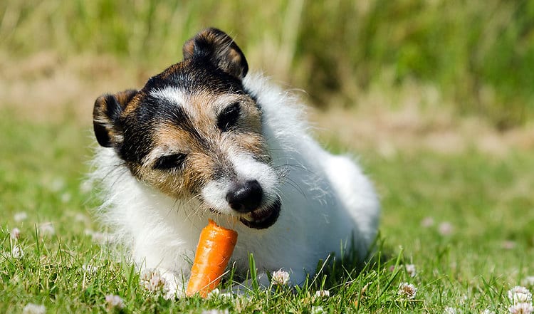 Welche essentiellen Vitamine und Nährstoffe der Hundekörper braucht