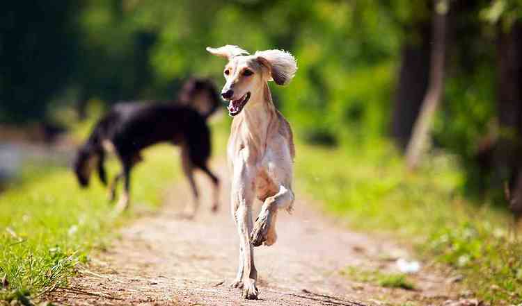 Windhunde sind langbeinige