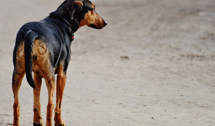 Für eine gesunde Darmflora ist das gezielte Entwurmen von Hunden wichtig. Lesne Sie hier