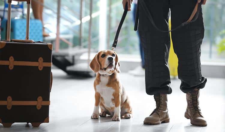 Ein Zollhund spürt alles auf