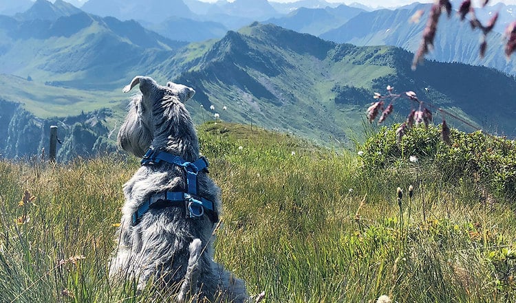 Der Zwergschnauzer begeistert Hundebesitzer mit seinem lebhaften Charakter. Erfahren Sie hier mehr über die quirlige Hunderasse!