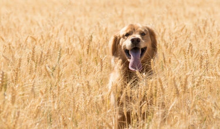 Getreide in der Hundeernährung