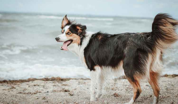 Hund steht am Strand