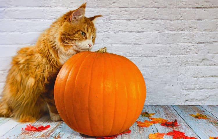 Katze sitzt neben Kürbis zu Halloween.