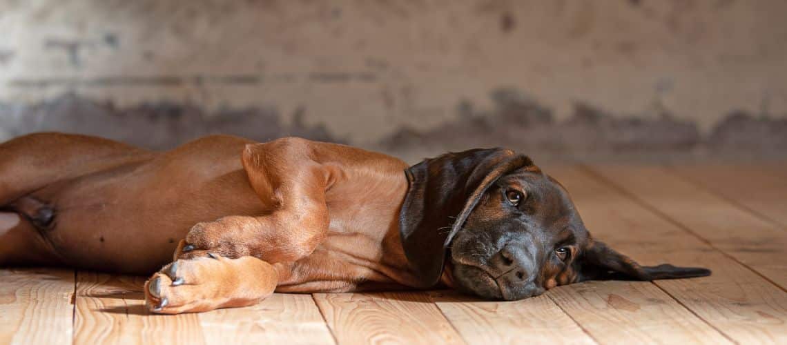 Hund liegt seitlich bereit zum Faltentest.