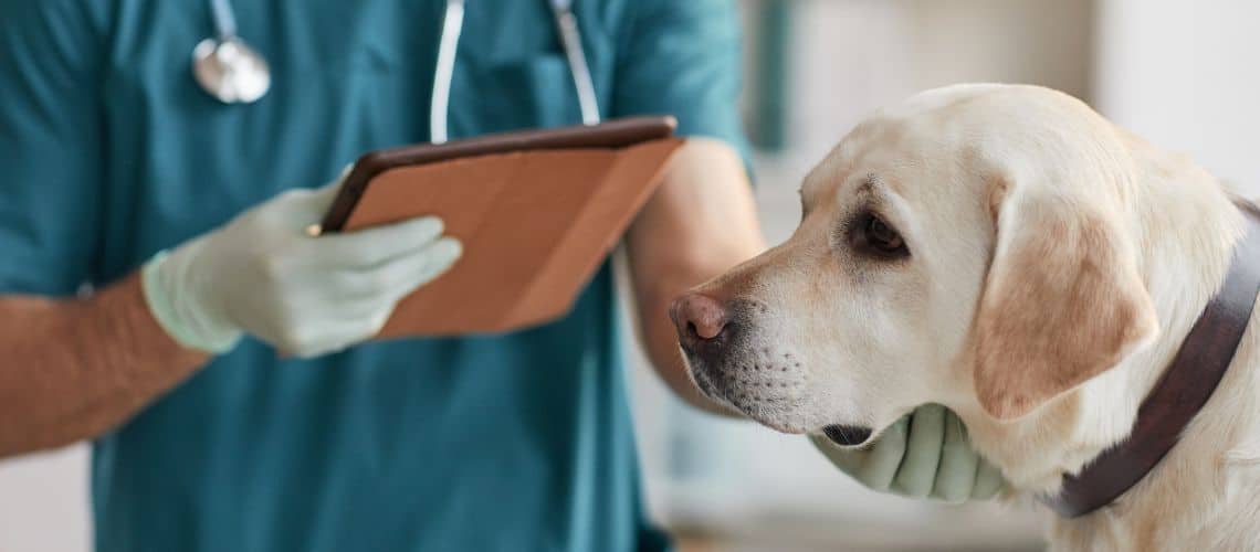Hund beim Tierarzt wegen gestörtem Trinkverhalten.