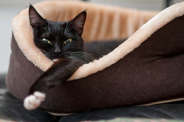 Schwarze Katze im Körbchen liegend.