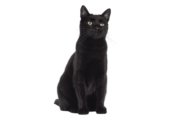 Schwarze Katze freigestellt auf weißem Hintergrund.