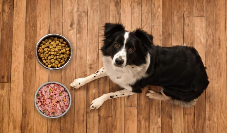 Hund sitzt vor seinem Napf mit Nass- oder Trockenfutter.