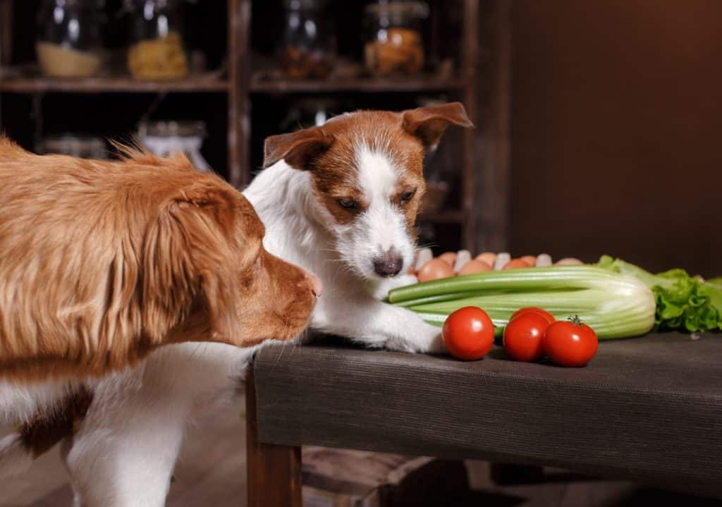 Hunde in der Küche.