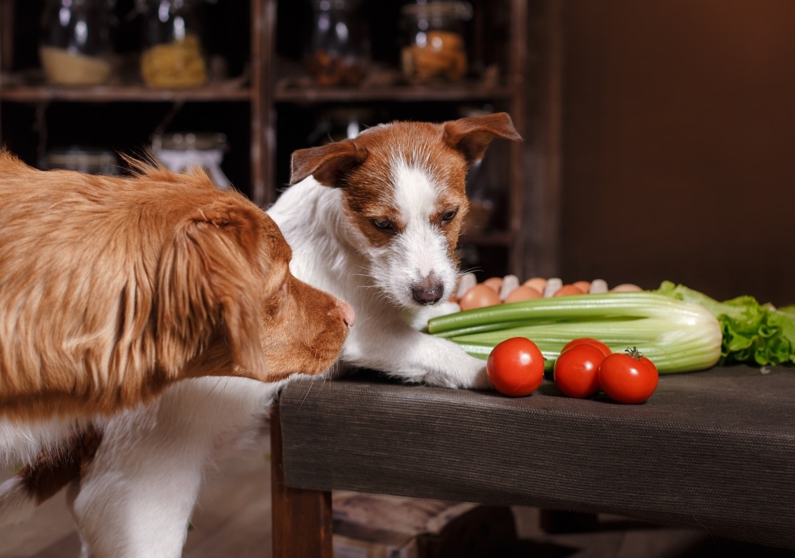 Hunde in der Küche.