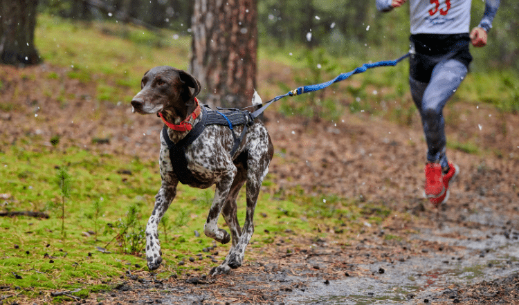 Ein Hund beim Canicross