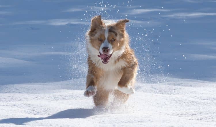 Hund im Schnee